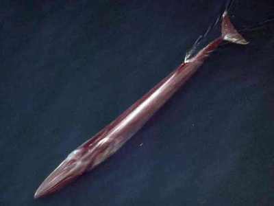 探秘海洋巨兽 蓝鲸，有史以来最大的动物