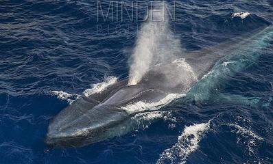 蓝鲸 地球有史以来最大的生命奇迹