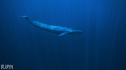 巨鲸的精彩生活 探秘蓝鲸市集的奇幻世界